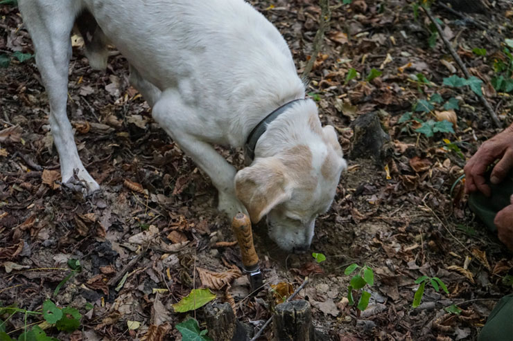 The Truffle Dog University